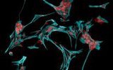 星形胶质细胞: 干细胞治疗中风的秘密武器