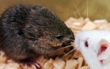 日本科学家成功实现对小鼠连续25代克隆