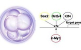 Cell：体细胞重编程分子线路图绘制出