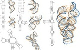 华中科大教授研发新方法可自动构建RNA三级结构