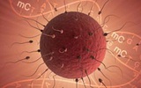 Cell：中国科学家揭示精子对遗传使命的贡献