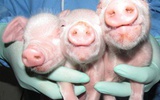 Cell Research：第一只成活iPS克隆猪问世