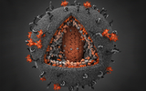 HIV研究新进展：改造病毒蛋白抑制病毒传播