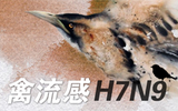 H7N9继续肆虐：生物科技公司积极研发检测产品