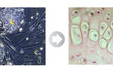 PNAS：杜克大学科学家将多能干细胞诱导成软骨