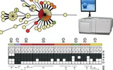罗氏454测序结核杆菌基因组有效追踪疫情传播