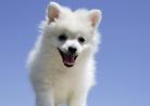 宠物狗爱好者的福音：克隆狗技术帮助死去爱犬复生！