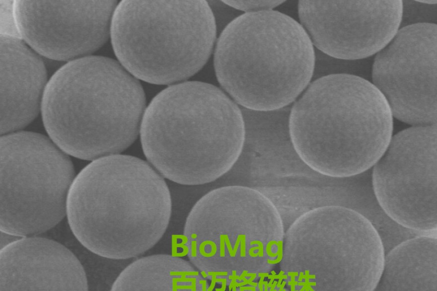 百迈格生物三个批次链霉亲和素磁珠批次稳定性和进口1μm磁珠对比测试数据