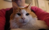 喵的内心是拒绝的：给猫主子做“便便”移植后——