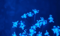 Science突破 | 专家点评，有望解决男性不育难题：精子的成熟系统被发现