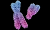 Science重大突破：删除一段DNA，逆转小鼠“性别”！