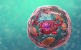 Science：首次揭示蛋白组亚细胞结构定位地图