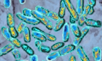 Science：病毒作诱饵，帮助细菌逃避免疫系统