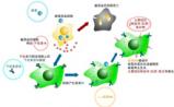 生物技术获重大突破 β型干扰素国产化加快