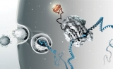 生物技术能让RNA药物更安全吗？