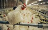 日本发明：鸡的可穿戴设备 实时监控禽流感