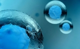 干细胞中的水量，影响它的分化命运 | PNAS