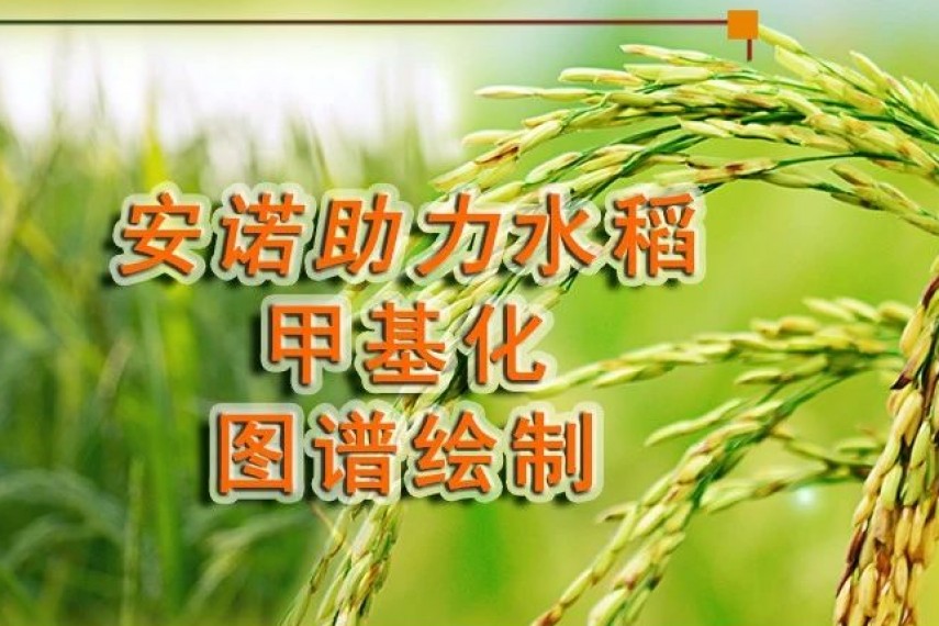 Nature Plants：安诺基因助力世界首个水稻全基因组6mA图谱绘制