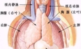 新研究 | 如何让胸腺持续输出“抗癌细胞”？