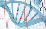 基因突变或启发心脏病新药研究