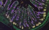Science：神经系统可以对炎症 “踩刹车”