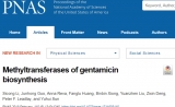 PNAS | 武汉大学孙宇辉组揭示庆大霉素甲基化代谢网络机制