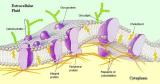细胞和组织渗透性解决方案 -FITC标记葡聚糖、菊糖、聚蔗糖