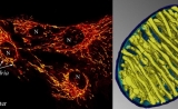 想不到吧？PLOS Biology：人体细胞内部温度可达50°C