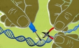 又一位华人学者！《Nature》，《Cell》两篇文章发现CRISPR新系统的奥秘