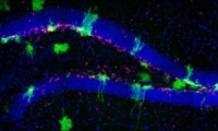 又是海马体，这次发在Cell！科学家发现：海马体中新神经元的来源