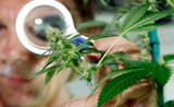 专家对于医用大麻的使用指南