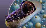 Cell：主导受损线粒体自噬的内膜受体被发现