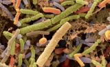 Science：为什么膳食纤维可以让我们更健康？答案在肠道微生物……