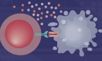 Nature Immunology重磅！美国密西根大学邹伟平团队揭示MDM2-p53抑制剂肿瘤免疫学新