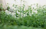 病原菌攻击植物时会使出“诱饵模式”