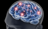 记忆的“ID”藏在哪？Science：突触可塑性对记忆储存很重要