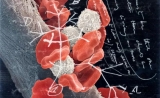 癌症反攻时，要如何回击？科学家从达尔文的笔记本里寻找答案
