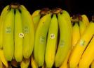 继黄金大米之后 转基因香蕉又引争议