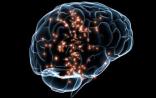 Science：第一个不同的脑神经元大规模转录组完成