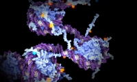 Cell子刊：抗癌基因p53竟可预防出生缺陷