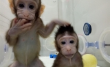 体细胞克隆猴能否超过“小白鼠”？