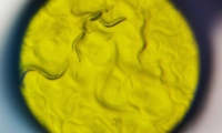 Science：“乡村毒品”泛滥成灾？这种蛋白质或许是“瘾君子”的救命稻草