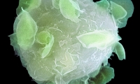 Nature：血液干细胞在体外大量繁殖的秘诀竟然是“胶水”？