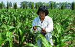 陈永欣研究员：女育种专家的玉米梦