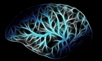 Cancer Research：科学家建成恶性脑癌小鼠模型，有望促进癌症研究进展