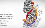 华人研究组Cell发布CRISPR研究新突破：I型CRISPR复合体作用机制