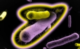 意外发现！Science揭示：胰腺癌中存在细菌，负责“消化”抗癌药物