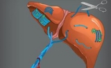 清华团队首次从生物力学角度解析肝脏纤维化，为防治提供参考
