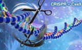 话说CRISPR技术的利与弊