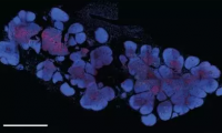 Science：首个人类胸腺图谱成功绘制，人体“谷歌地图”又进一步！